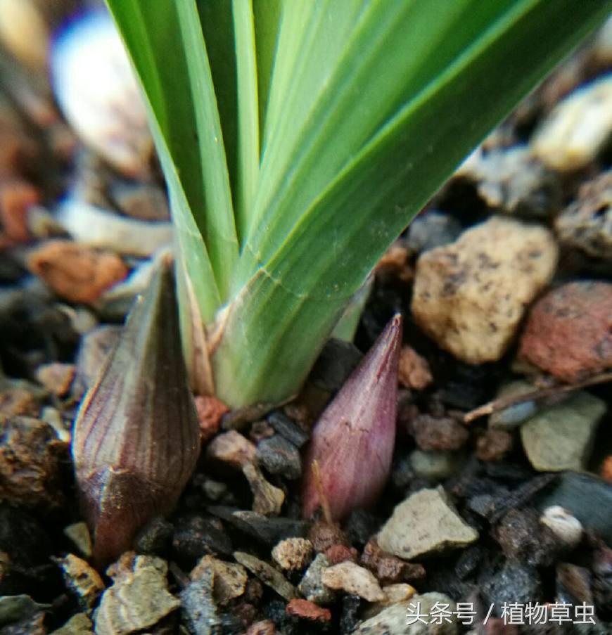 刚收到带花苞的兰花需要施肥吗,兰花有花苞了还能施肥吗