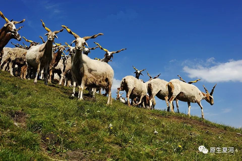 甘加藏羊哪个品种最好,藏羊是什么品种