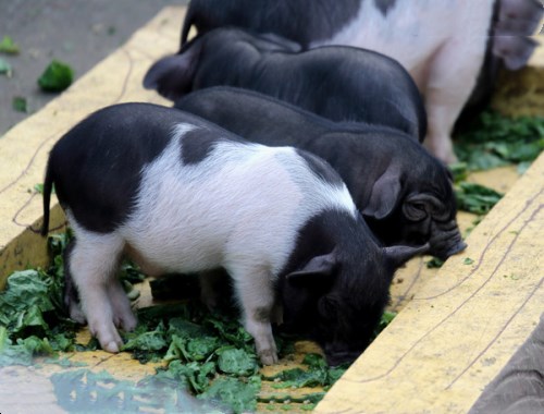 刚生下的小猪软弱无力怎么回事,初生小猪均匀度的影响和解决方案