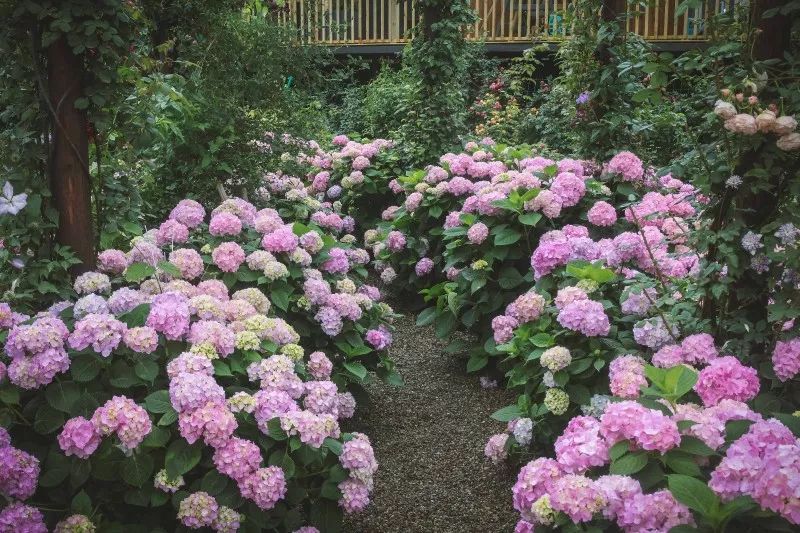 成都必备指南,成都最详细的攻略都在这了