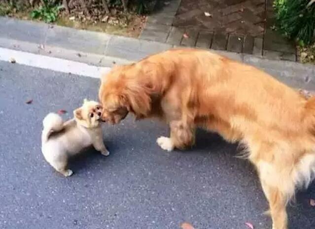 一个超级感人关于狗狗的故事,暖心主人和励志狗狗的故事