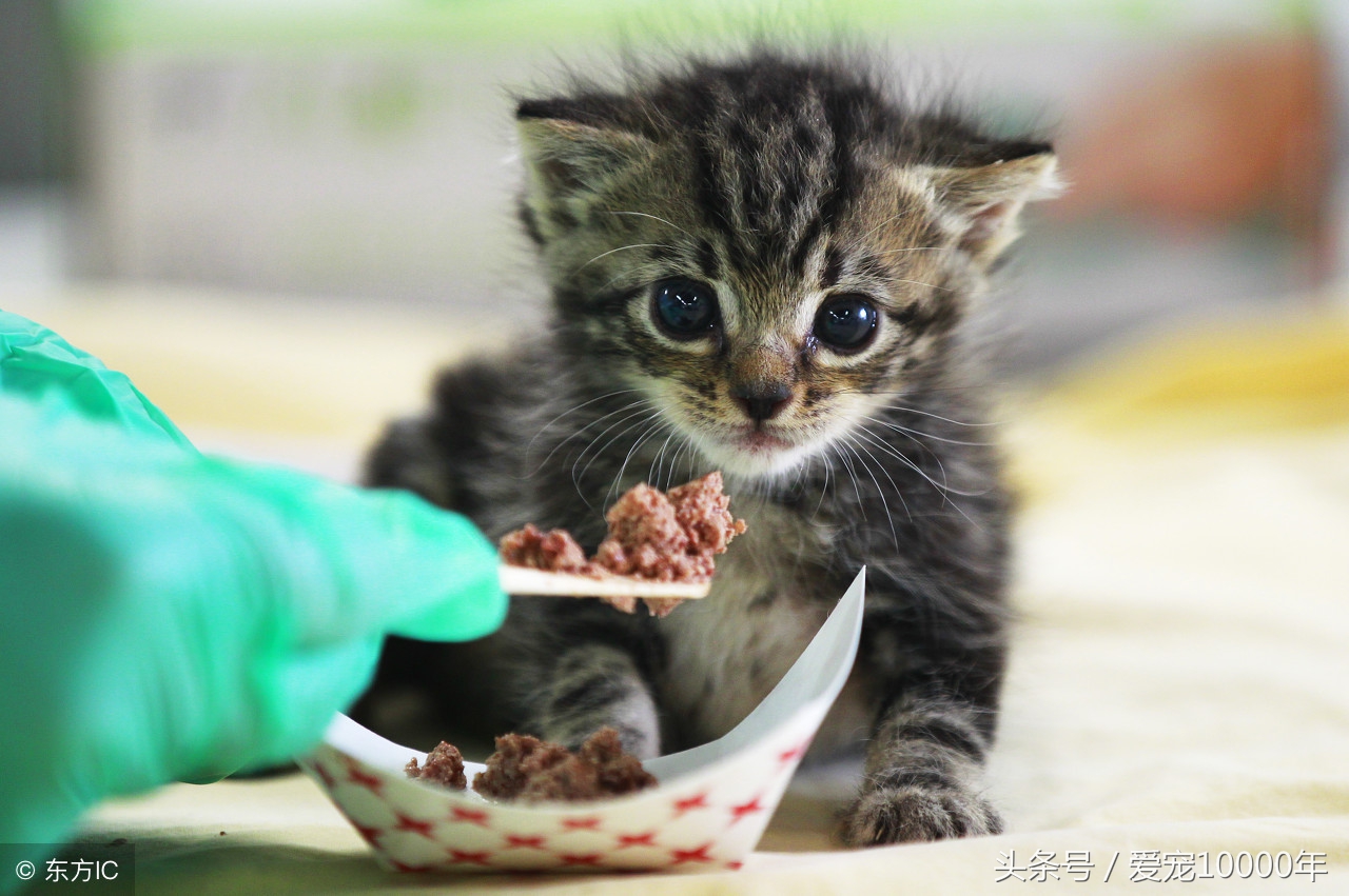 小猫猫癣加耳螨,猫咪有奶癣耳螨能打疫苗吗