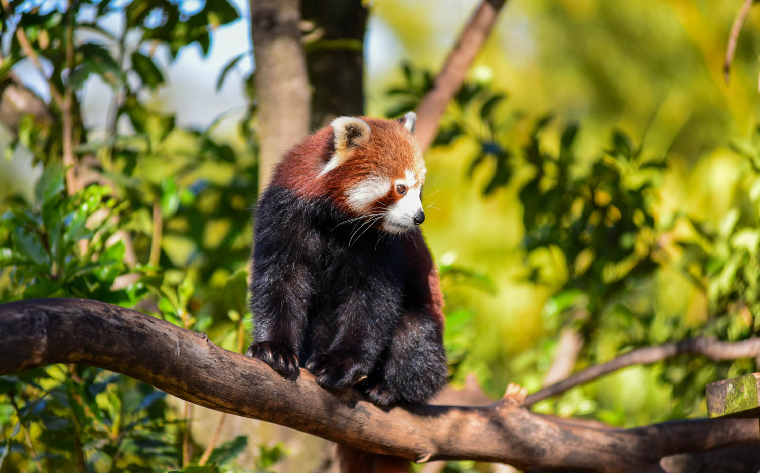 暑假旅行逛吃攻略之成都篇,成都美食旅游全攻略自由行