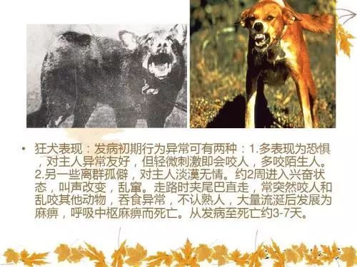 7岁男童被狗咬狂犬病发作死亡,狗咬伤小孩打狂犬疫苗后死亡