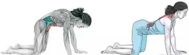 猫牛式动作讲解,猫牛式正确练习和错误练习