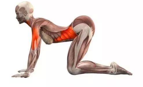 猫牛式动作讲解,猫牛式正确练习和错误练习