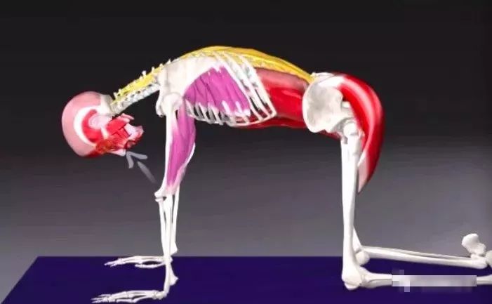 猫牛式动作讲解,猫牛式正确练习和错误练习