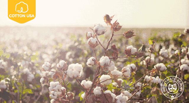 敏感肌姨妈巾,花王日本姨妈巾