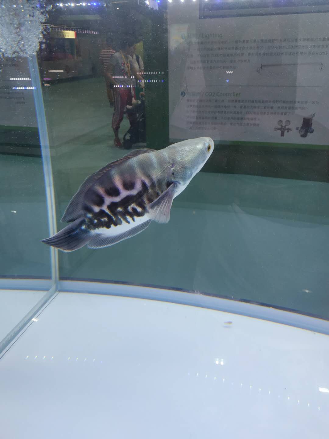 十大顶级巨型观赏鱼视频播放,顶级观赏鱼高清全屏视频