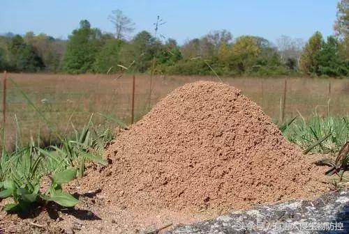 生物入侵红火蚁视频,红火蚁为什么是入侵物