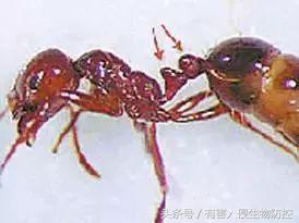 生物入侵红火蚁视频,红火蚁为什么是入侵物