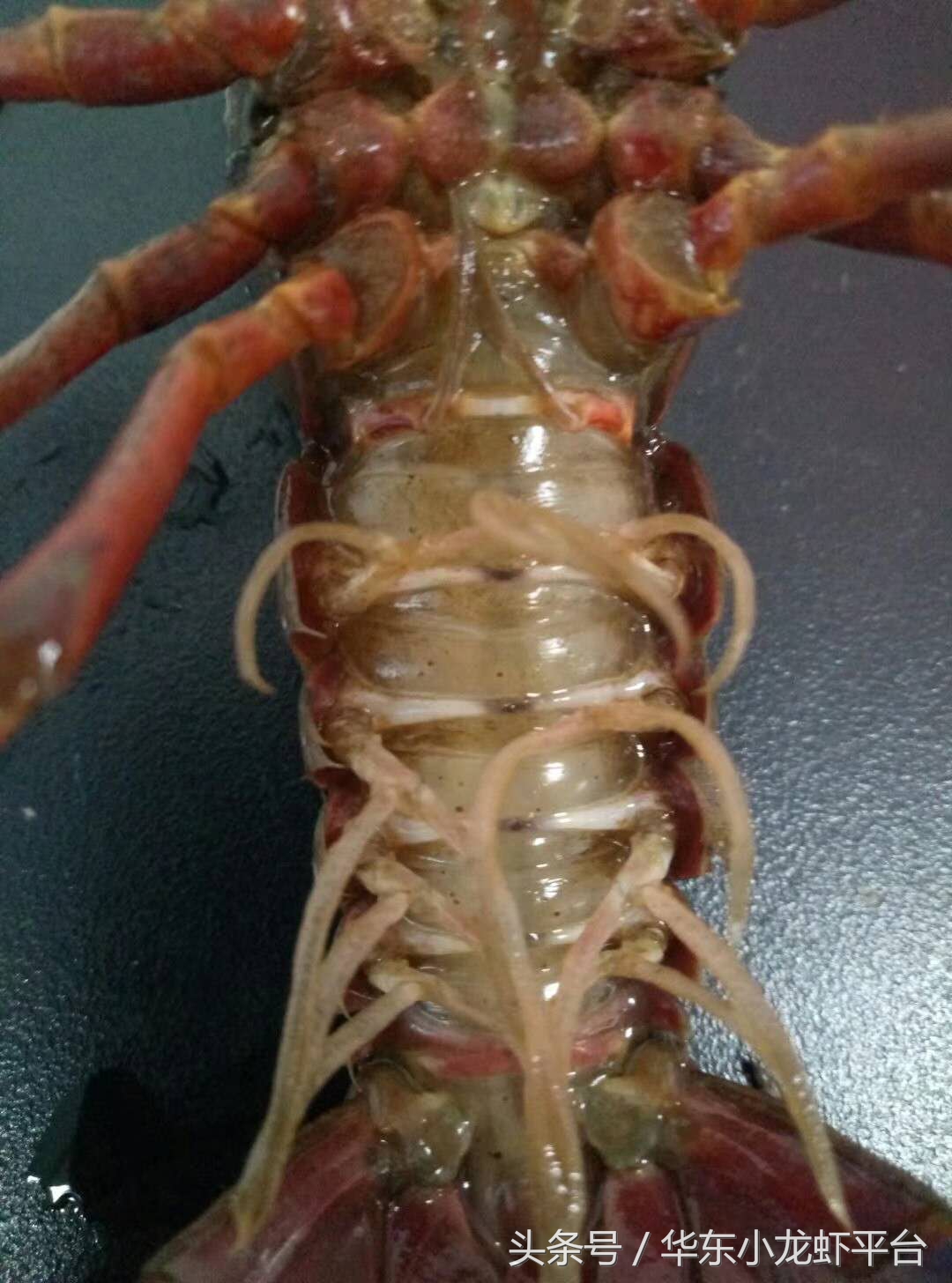 小龙虾如何判断受孕母虾,如何分辨小龙虾是不是准备产卵