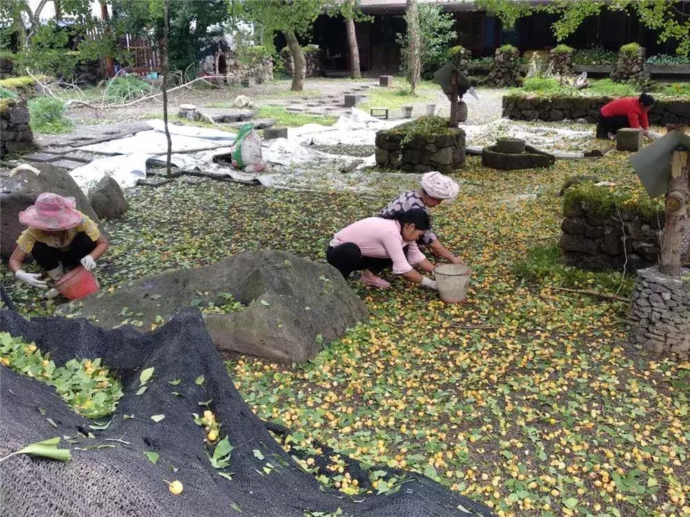 银杏树下充满童年时代美好回忆,银杏树下回忆往事