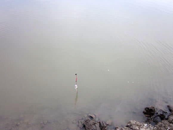 观赏鱼长得像鲶鱼是什么鱼,体型大只像鲶鱼一样的鱼