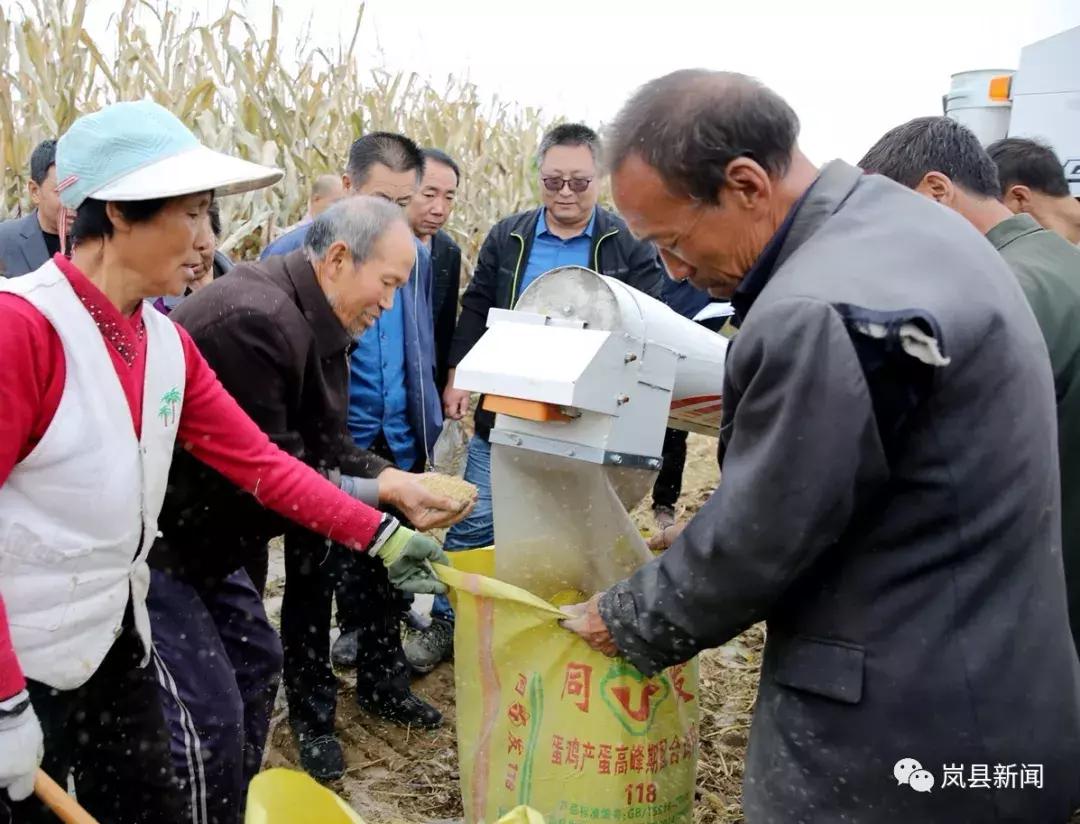 岚县谷子机械化收获,机械化割谷子技术视频