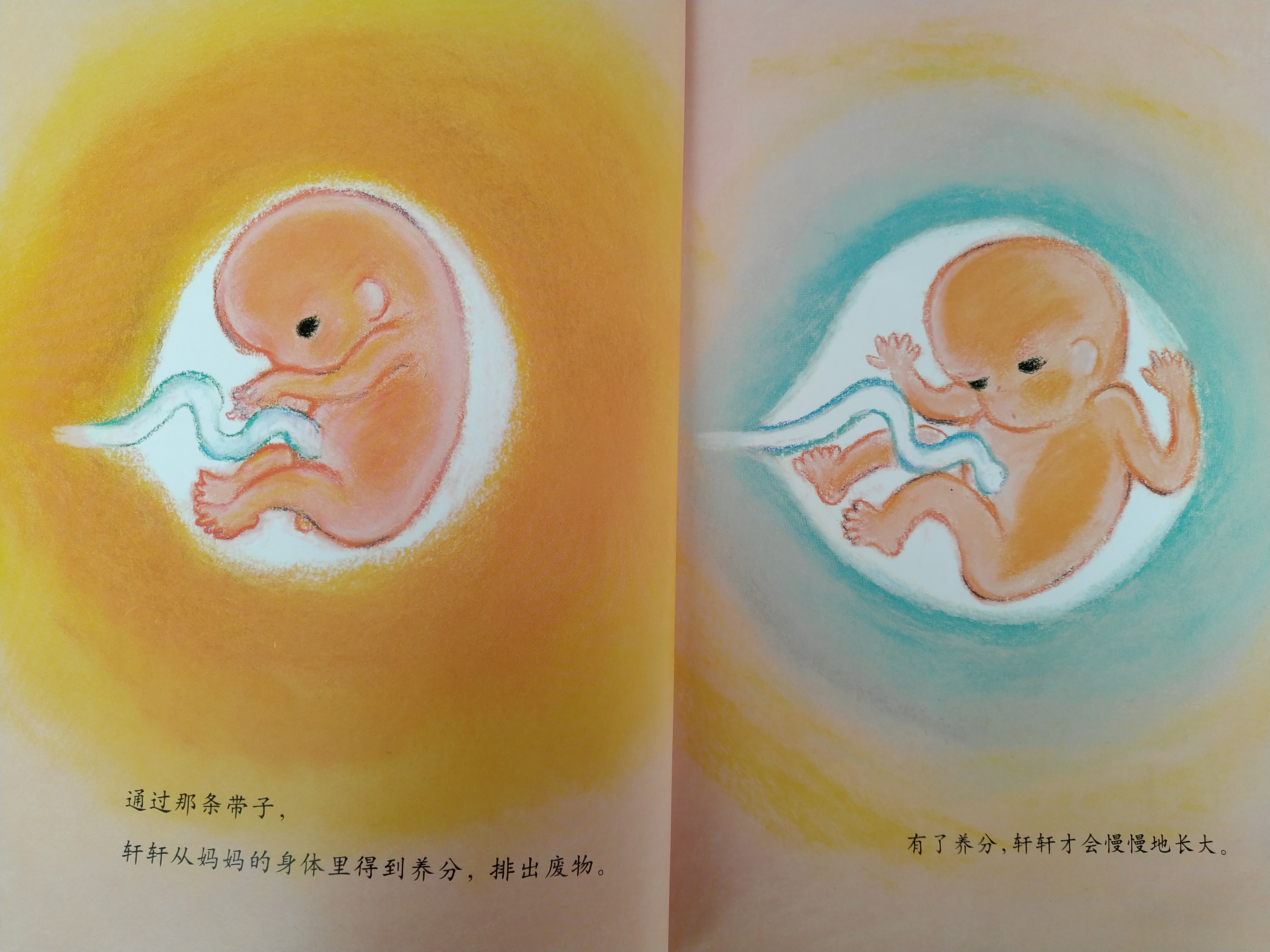 有声绘本故事小猪,肚脐的故事有声绘本