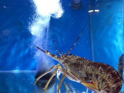京城花胶鸡哪家好吃,花胶鸡北京知春路