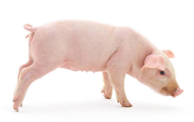 仔猪反复拉稀是什么原因,保育仔猪腹泻的原因及治疗