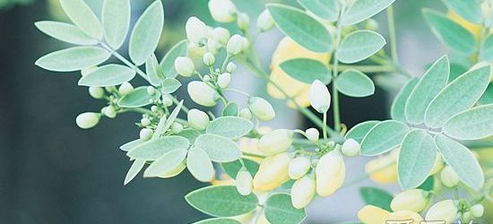 梦见狗缠住腿是什么意思,做梦梦见狗缠我代表什么意思