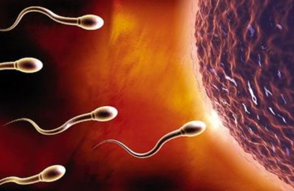 “精子”进入女人体内没“受精”去了哪？看完或许你就知道了！