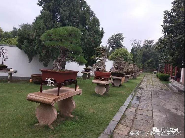 百年精品流苏老桩盆景,精品南天竺盆景