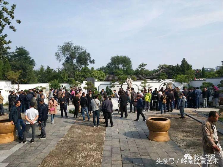 百年精品流苏老桩盆景,精品南天竺盆景