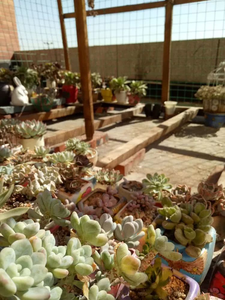 命运多舛，痴迷淡然，肉坚强们逆袭在秋天！