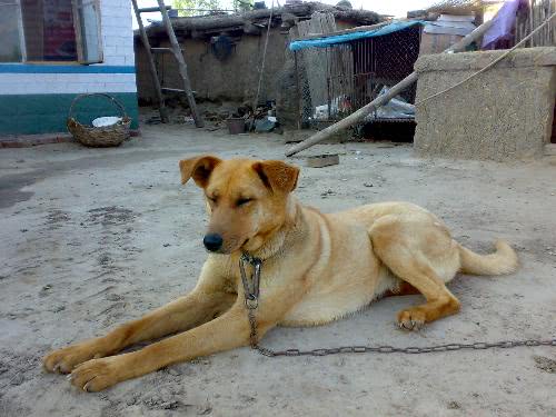 看门护住的狗狗排行,看门最好的犬排名