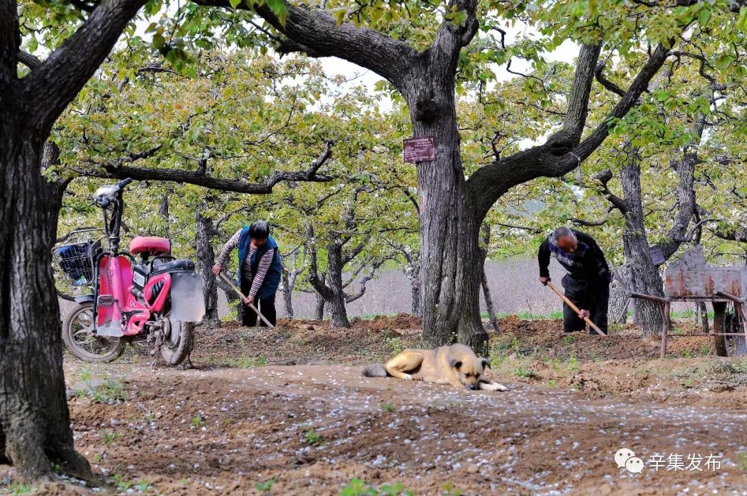 辛集有什么有名景区,辛集十八景图片