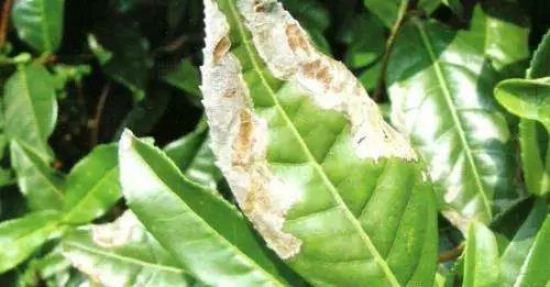 茶花炭疽病用什么药治最好,茶花炭疽病的症状和防治方法