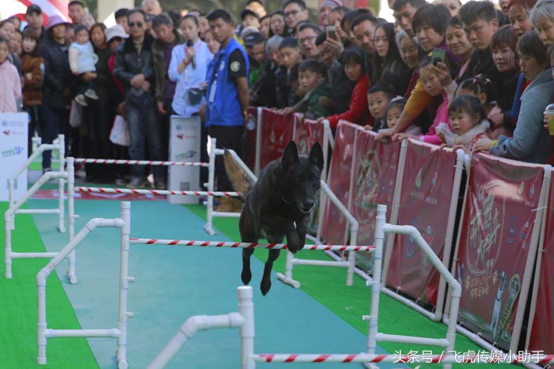 萌宠总动员第一季全集免费,萌宠总动员周末嗨翻天