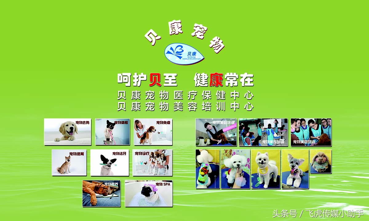 萌宠总动员第一季全集免费,萌宠总动员周末嗨翻天