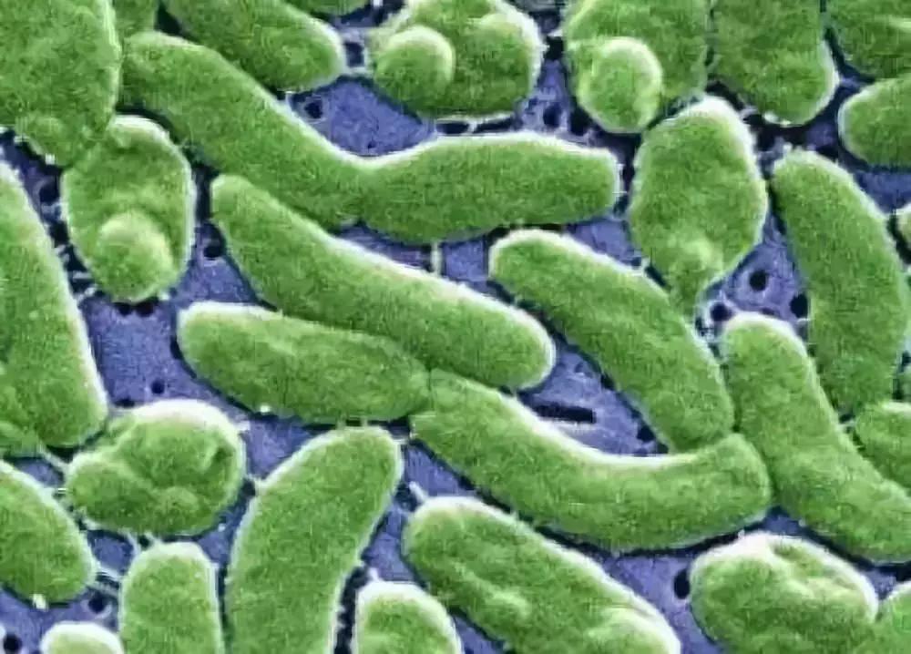 被鲈鱼扎了手指会中毒吗,被鲈鱼扎了手指怎么办