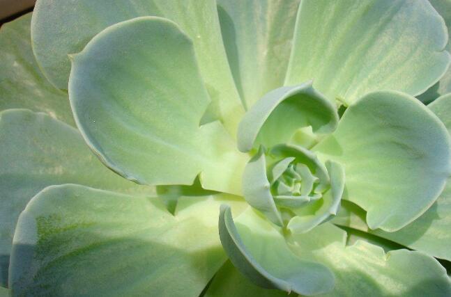 多肉玉蝶砍头后如何处理,多肉玉蝶秋天可不可以砍头扦插