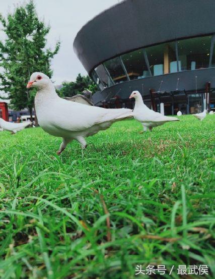 成都生活指南一览表,成都4天居住攻略