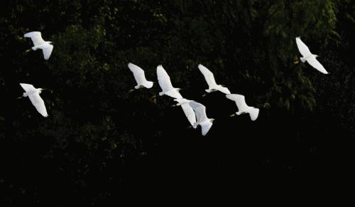 定居成都的最快方法,成都生活攻略