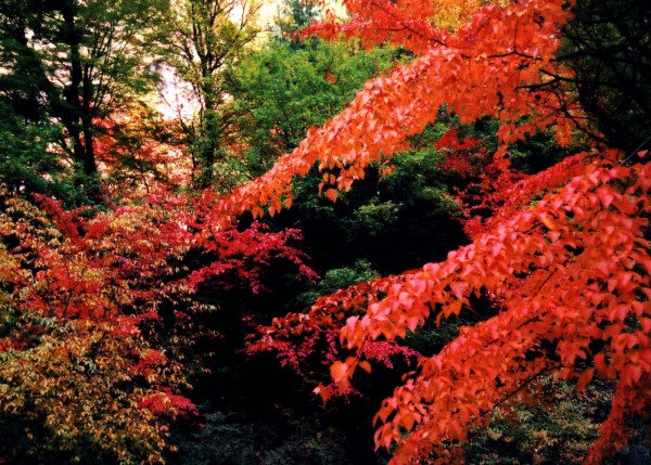 甘南秋天,甘南州的秋天