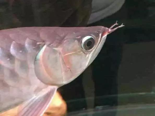 防止龙鱼掉眼的最佳方法,龙鱼胡须受到伤害