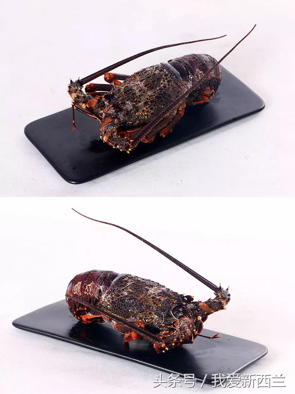 来新西兰以后才发现的变化,新西兰是不是最美丽的地方