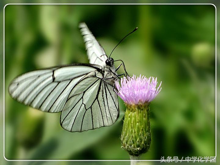 成语中的化学知识,成语里的化学常识