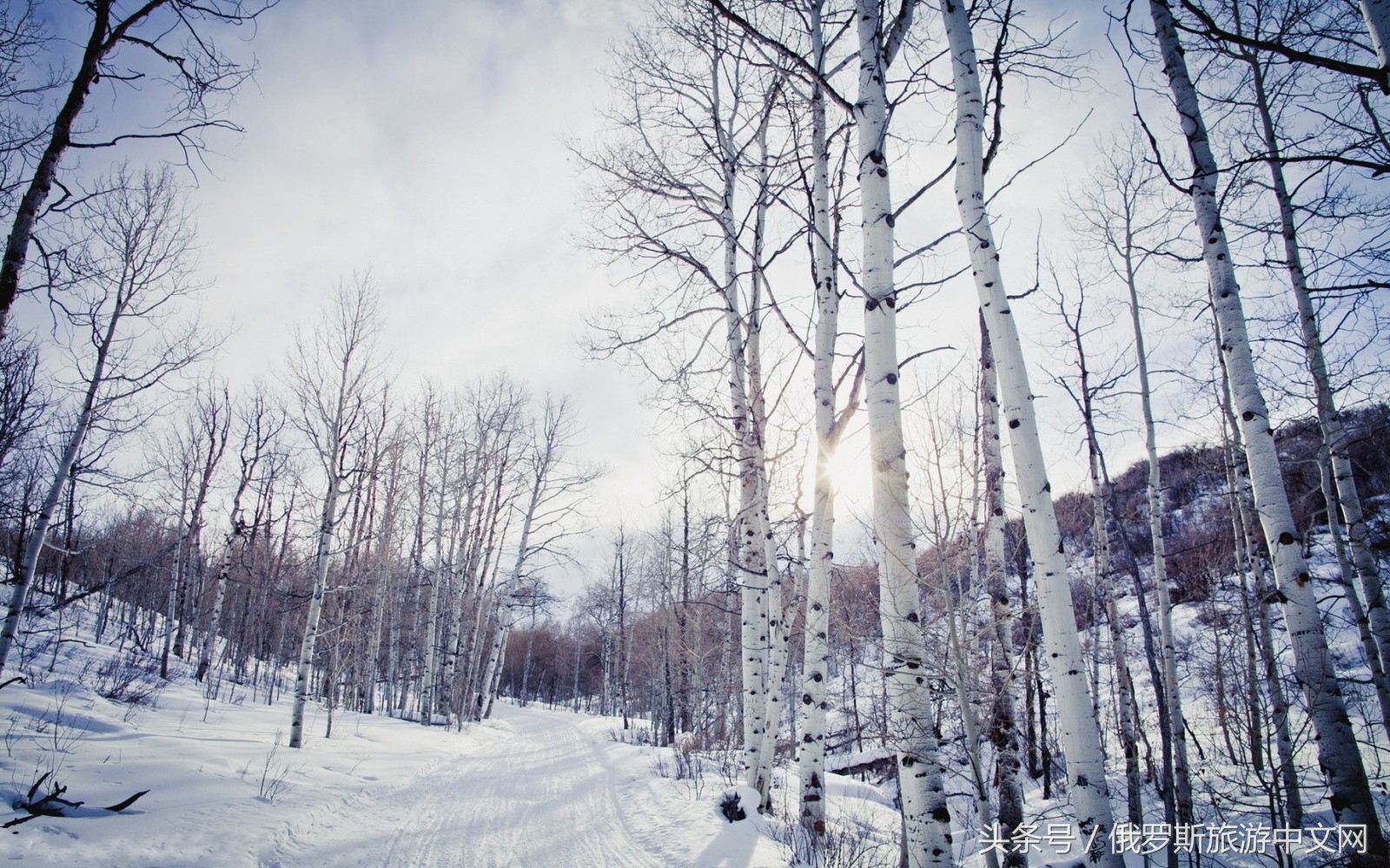 俄罗斯白桦林风景,俄罗斯白桦林视频