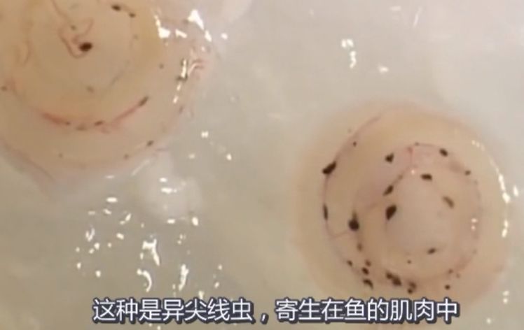 吃活物有寄生虫,吃活的虫子身体里有寄生虫