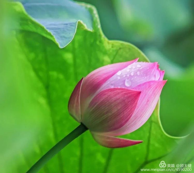 《白浪情丰收节、中秋节、国庆节休闲晚会》优秀作品选登