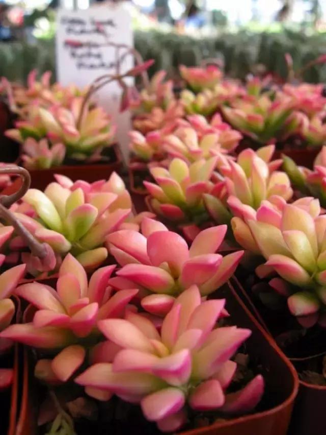 多肉煤烟病用多菌灵有用吗,多肉黑霉病喷多菌灵好用吗