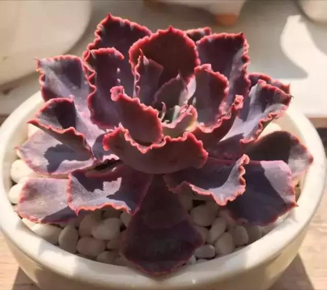 多肉缀化腐黑伤口怎么用多菌灵,多肉黑霉病菌怎么治疗