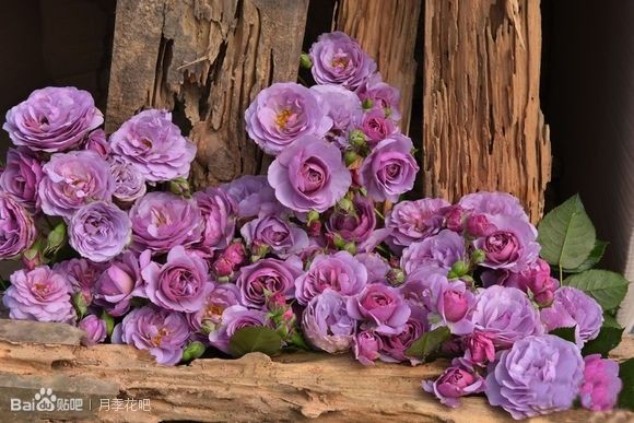 蓝紫色月季品种,39种紫藤品种