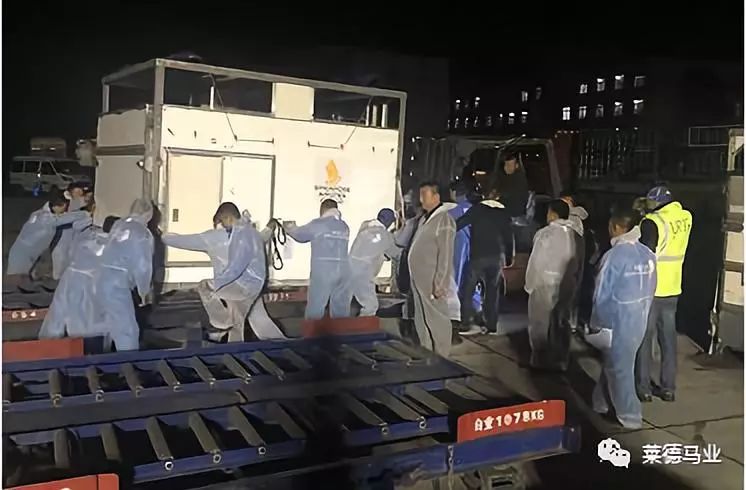 242匹新西兰优骏飞抵，莱德进口马数量与质量稳居全国同行第一！