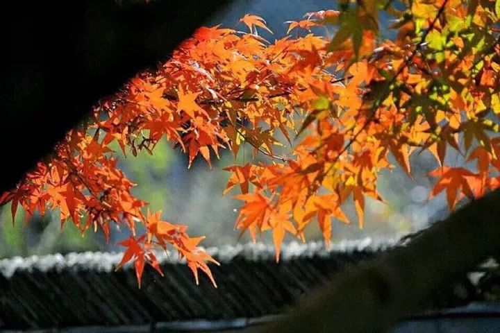 如何用诗经楚辞给孩子取名,诗经适合女孩子的名字