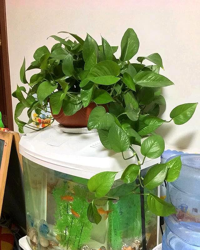 绿萝黄叶了该施什么肥,绿萝黄叶的原因及解决方法