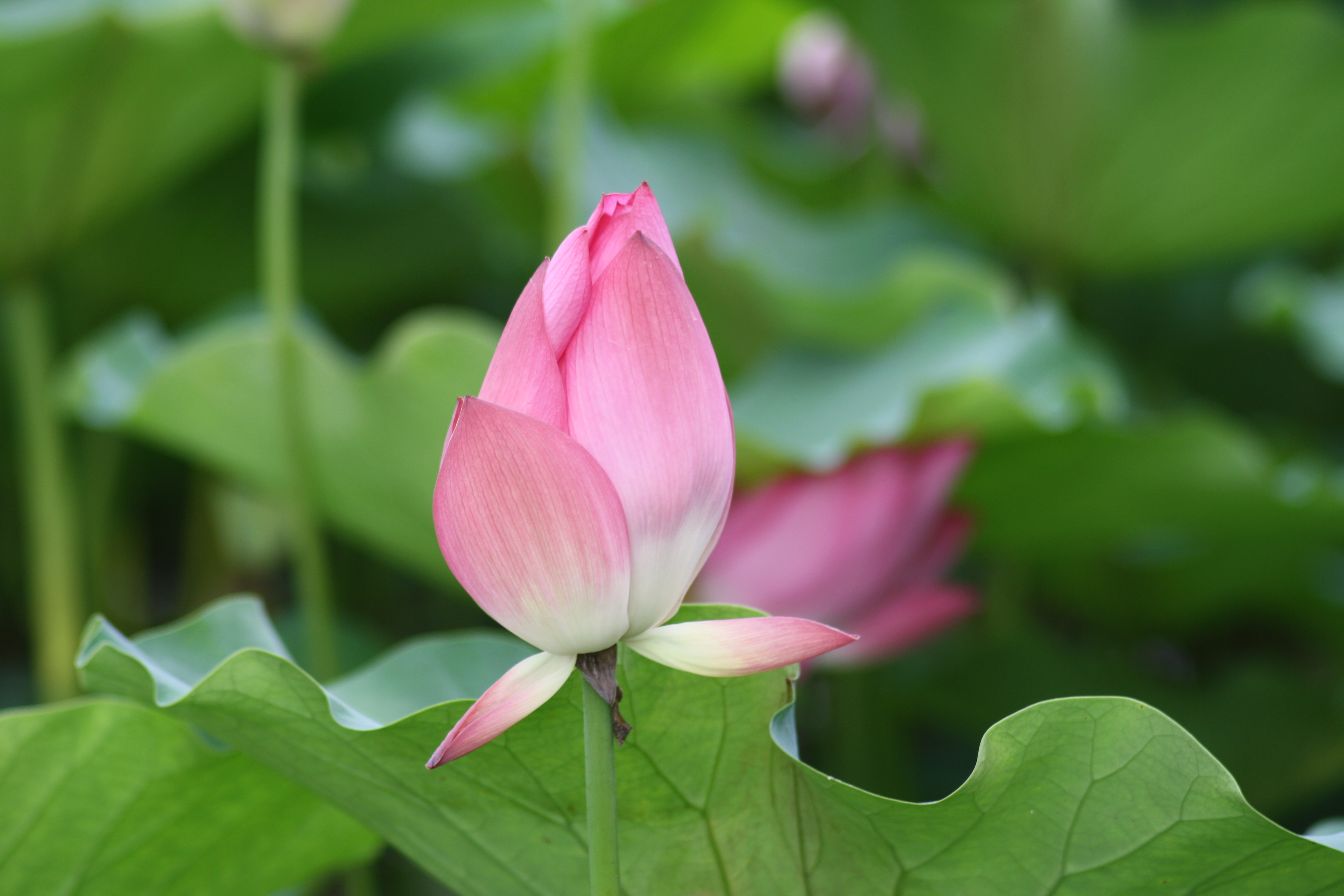 领导要利用你对付刺头你要怎么做,刚当上领导怎样应对刺头